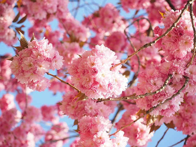 cherry-blossom-1260646_640